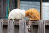 cats butting heads comedy pet photography awards