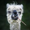 comedy pet photo awards llama