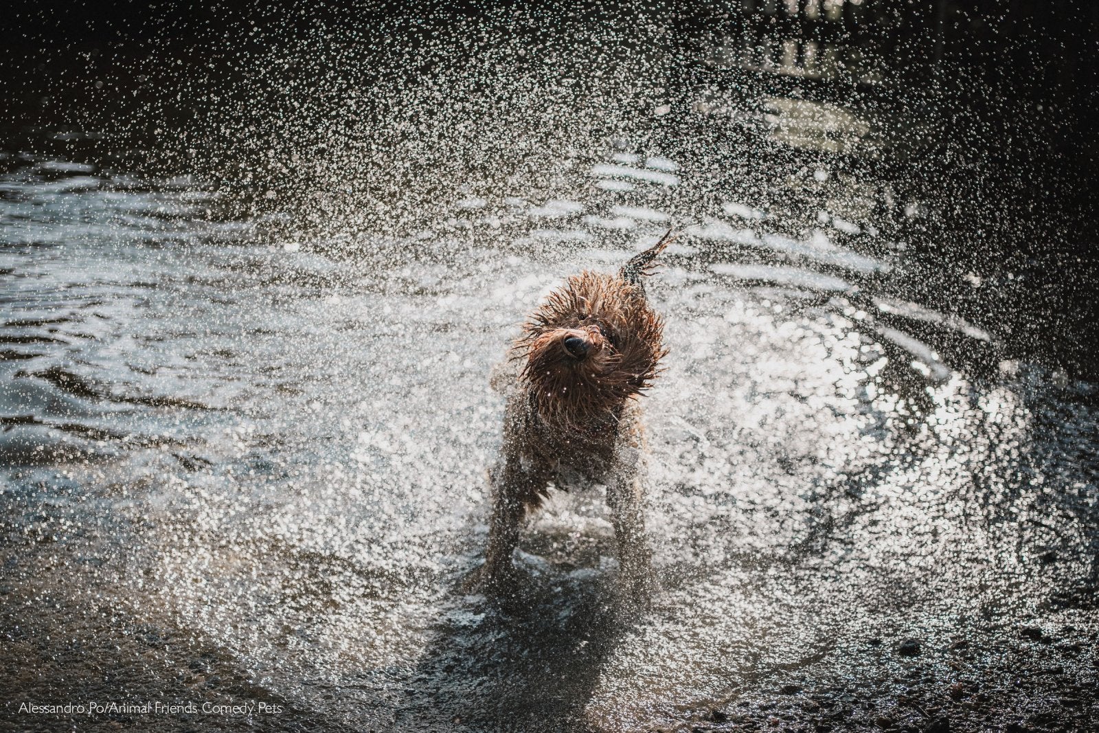 dog shaking off water comedy pet photo awards
