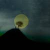 tree on a hill against a large moon