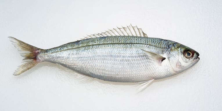 Your next LED panel or monitor may contain fish waste Your next LED panel or monitor may contain fish waste