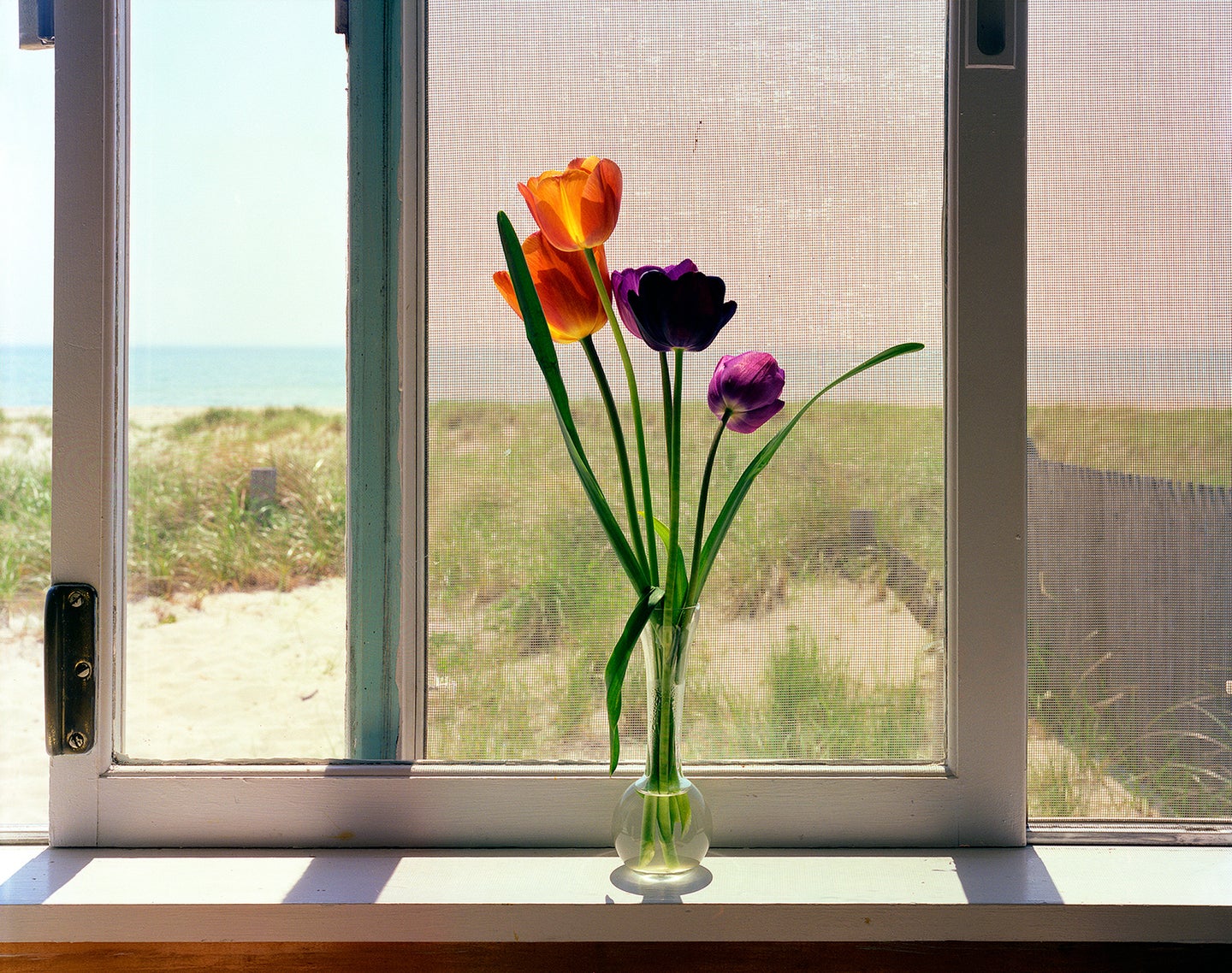 Tulips, Cape Cod, MA