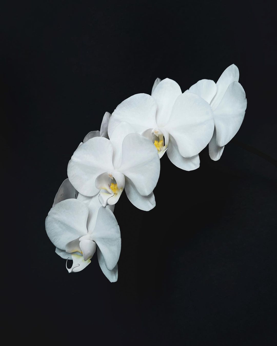 white orchids black background