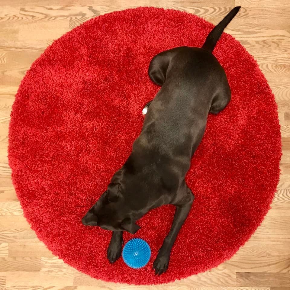 dog on circle red rug