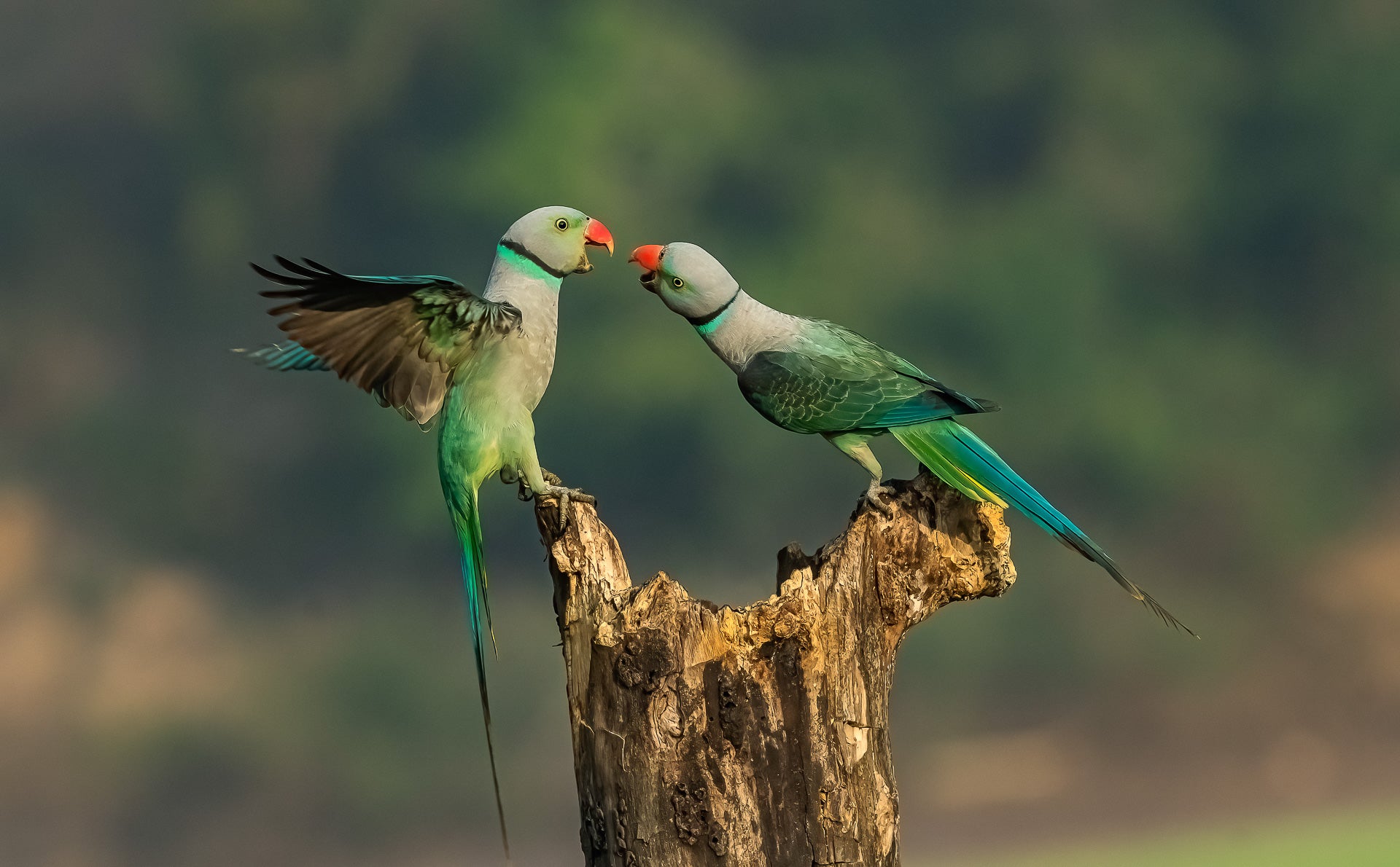 nature ttl photographer of the year two parakeets fight over food