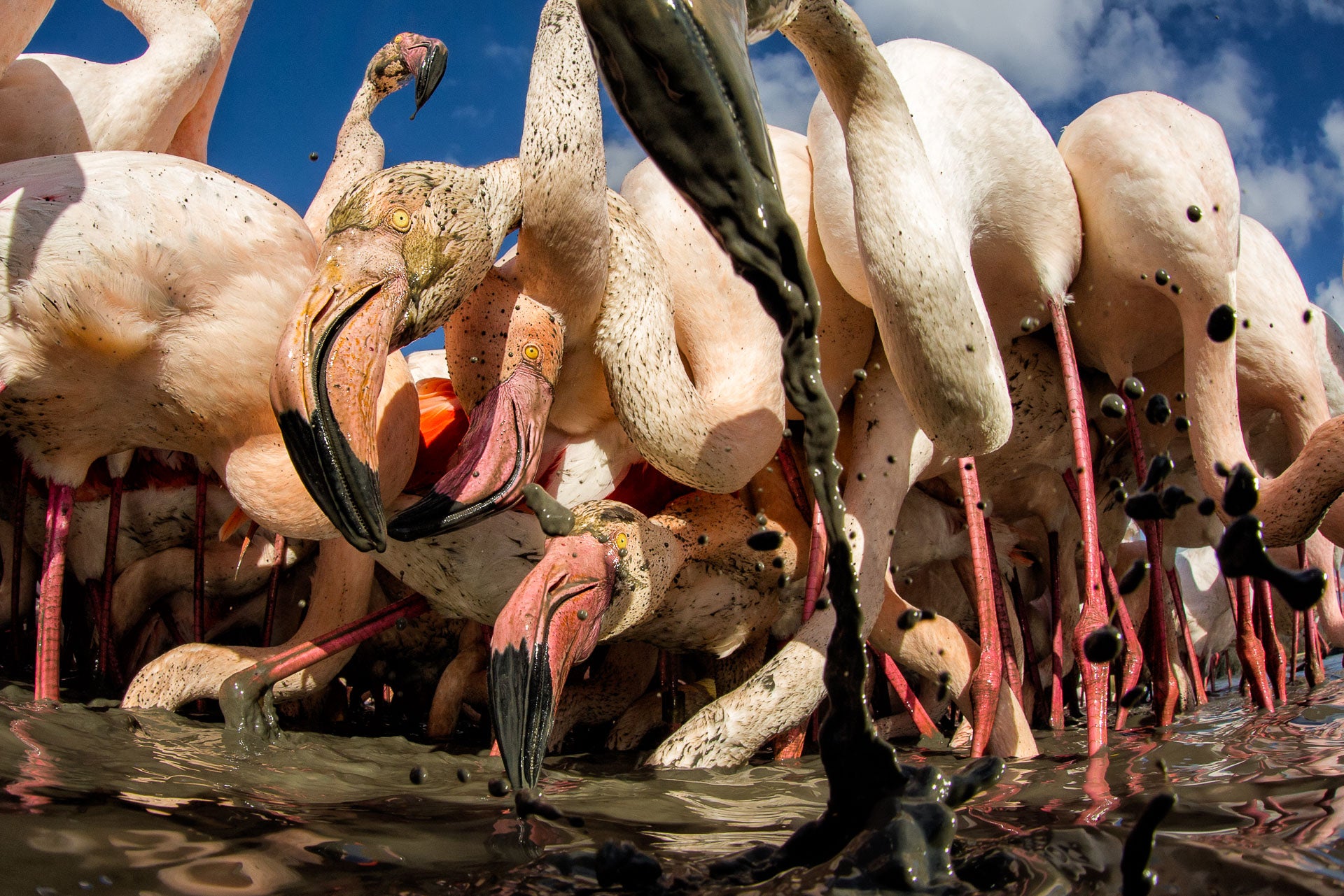 natureza ttl fotógrafo do ano flamingos comendo