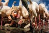 nature ttl photographer of the year flamingos eating