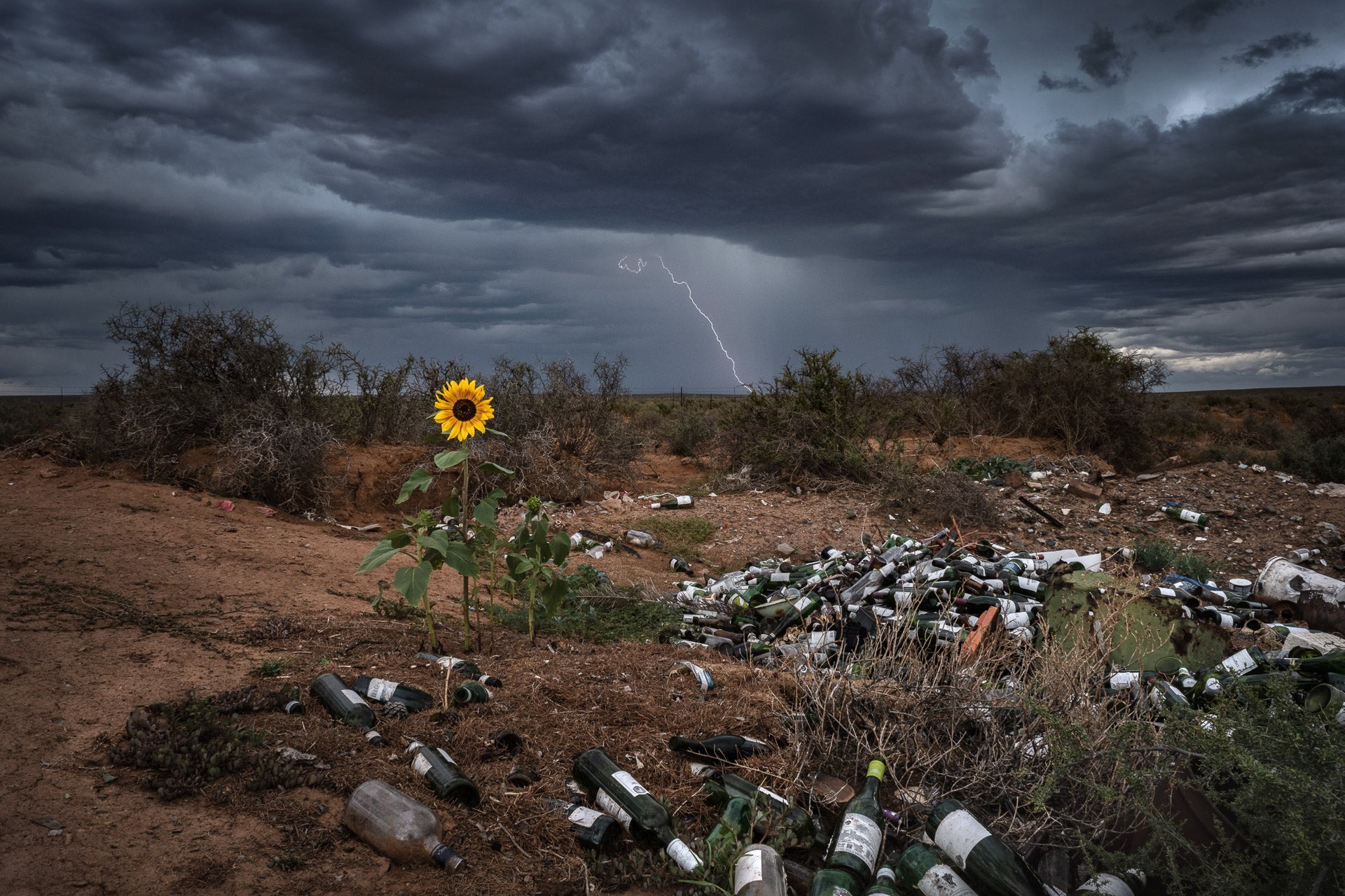 nature ttl photographer of the year sunflower growing in a wasteland