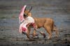 nature ttl photographer of the year carval holds dead flamingo