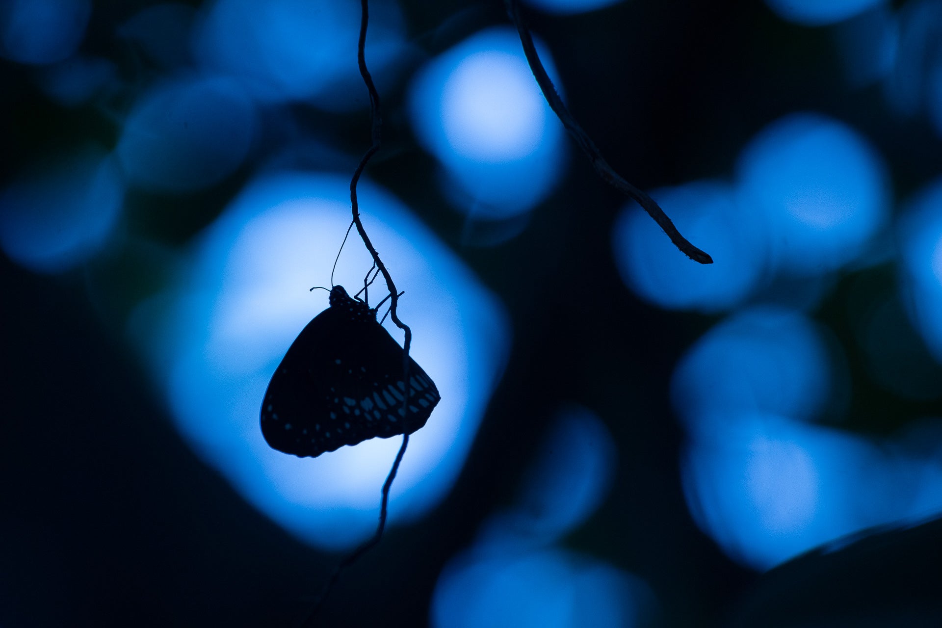 natureza ttl fotógrafo do ano silhueta de borboleta 