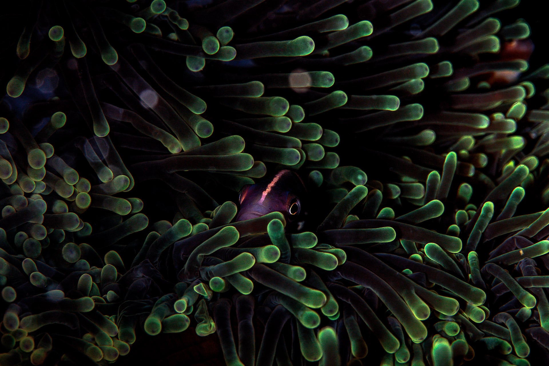 natureza ttl fotógrafo do ano peixe roxo em anêmona