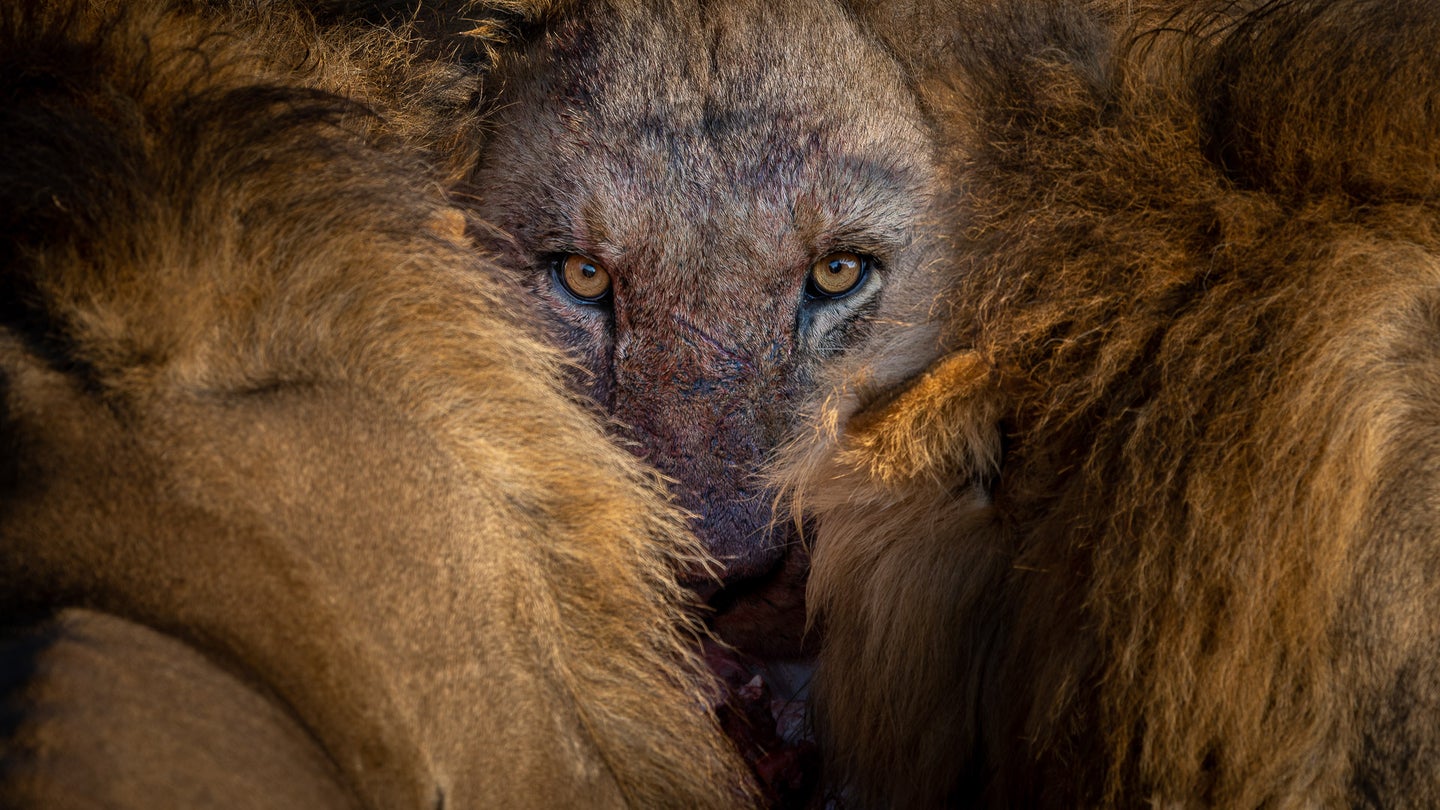 nature ttl photographer of the year lion portrait