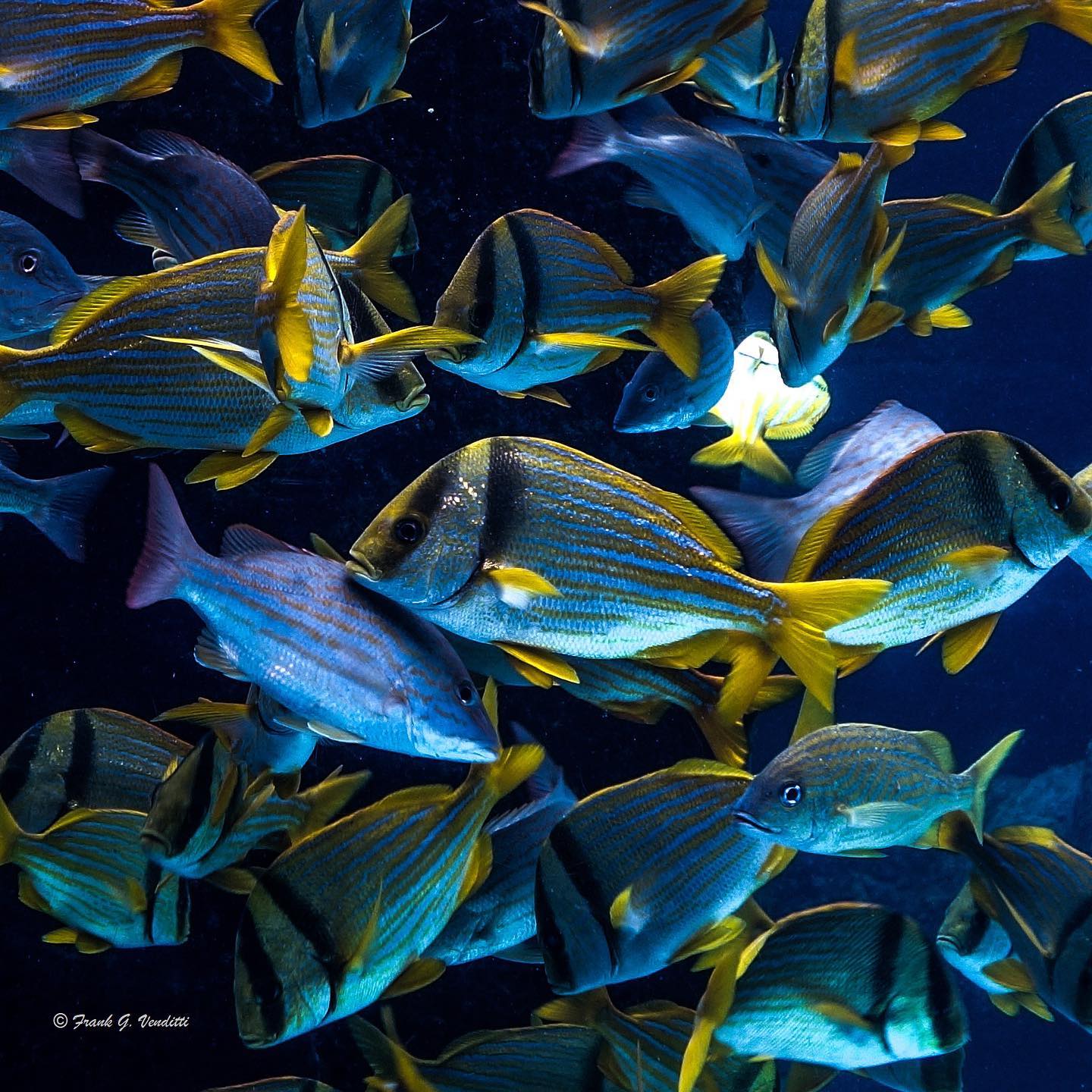 school of blue and yellow fish