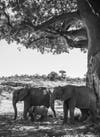 bmc ecology and evolution photo contest baobab tree
