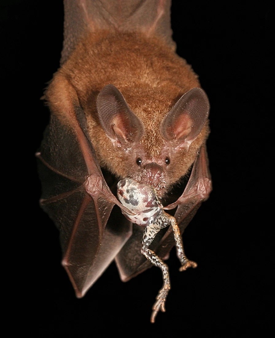 bmc ecology and evolution photo contest  fringe-lipped bat 
