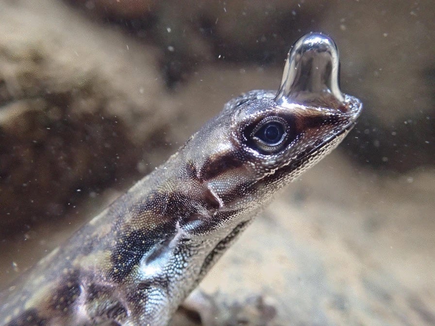 bmc ecology and evolution photo contest anole lizard