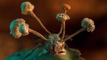 Parasitic zombie fungus takes first prize in BMC Ecology & Evolution photo competition Parasitic zombie fungus takes first prize in BMC Ecology & Evolution photo competition