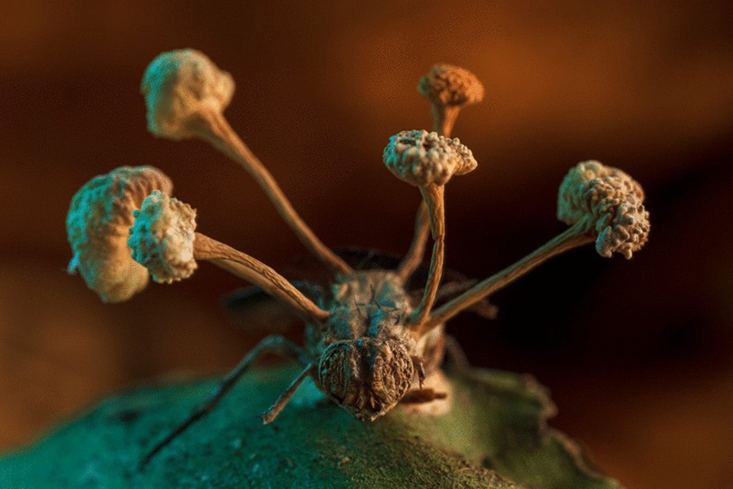 bmc ecology and evolution photo contest Ophiocordyceps