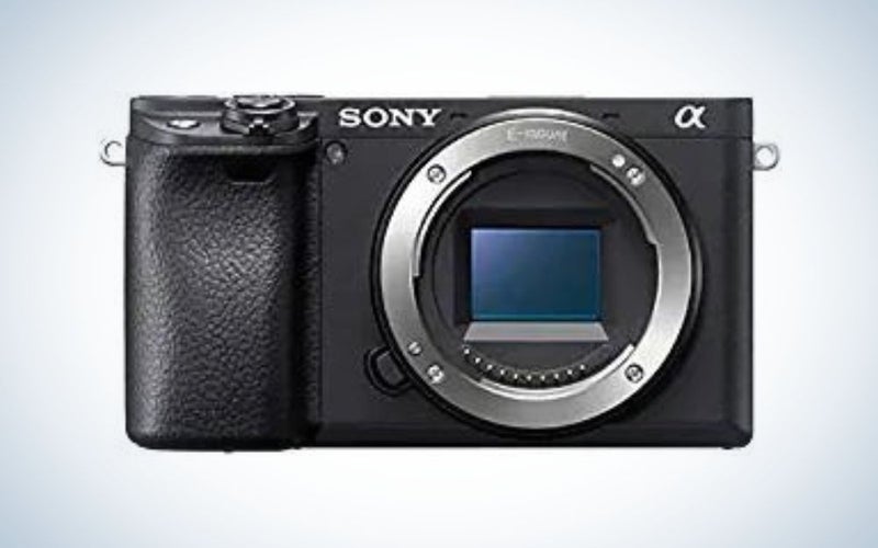 Best cameras for pet photography in 2022 EditionsPhotoArt