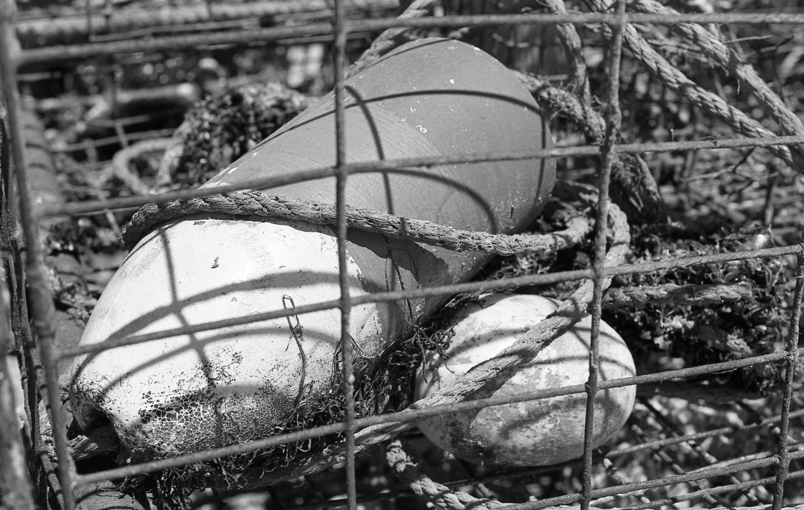 Sample image, in B&W, shot with the Nikon FG film camera