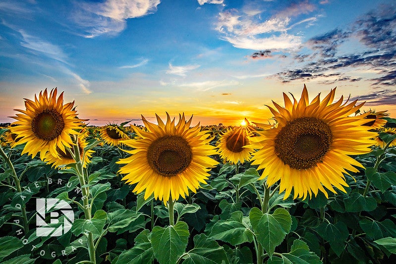 sunflower field at sunset