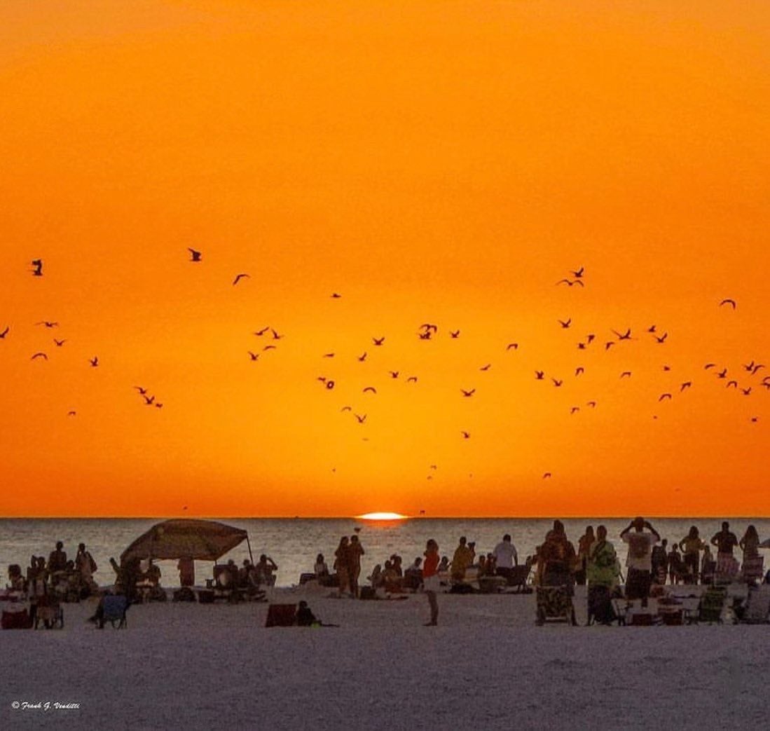 beach sunset with birds