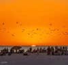 beach sunset with birds