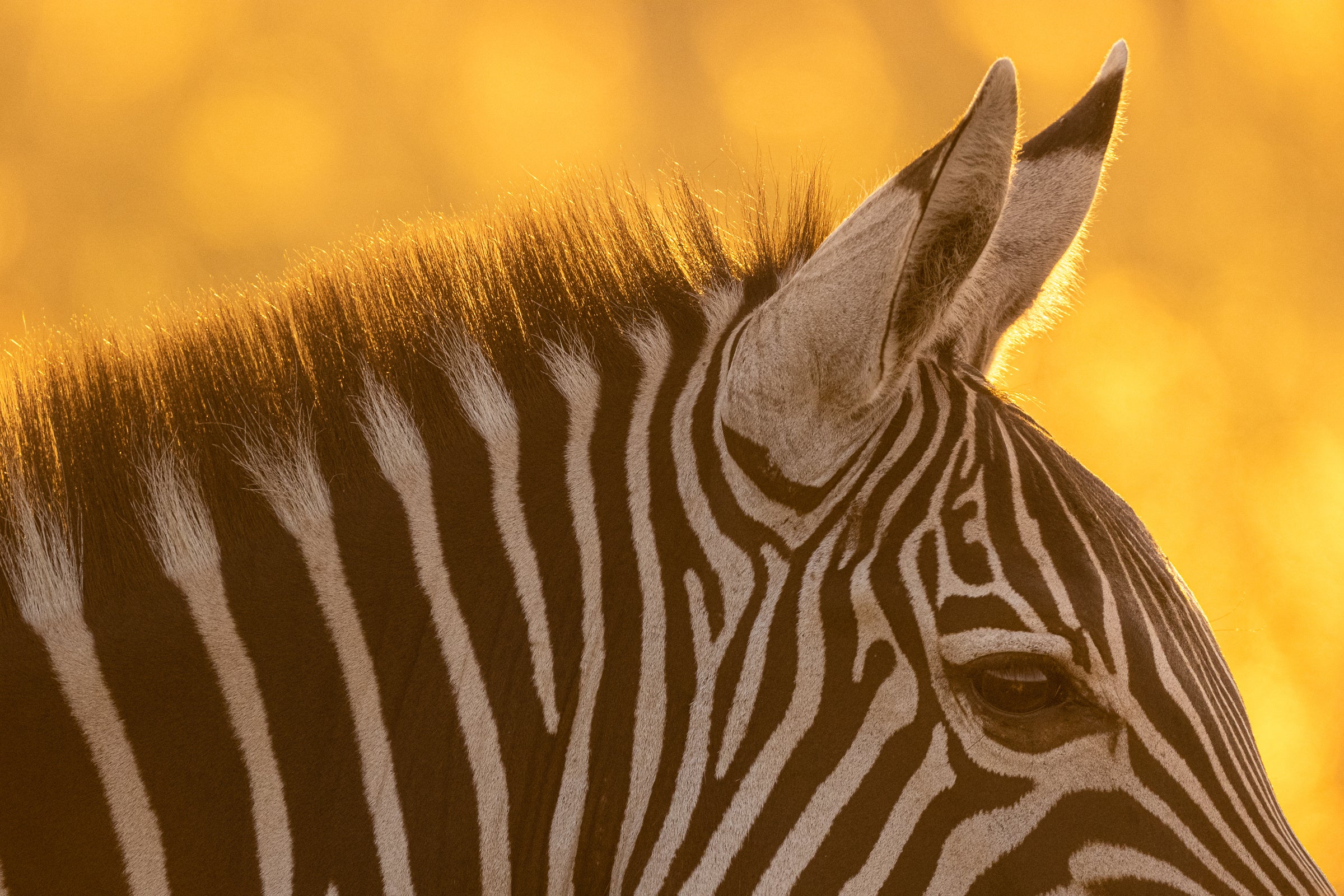 Zebra ears in golden light