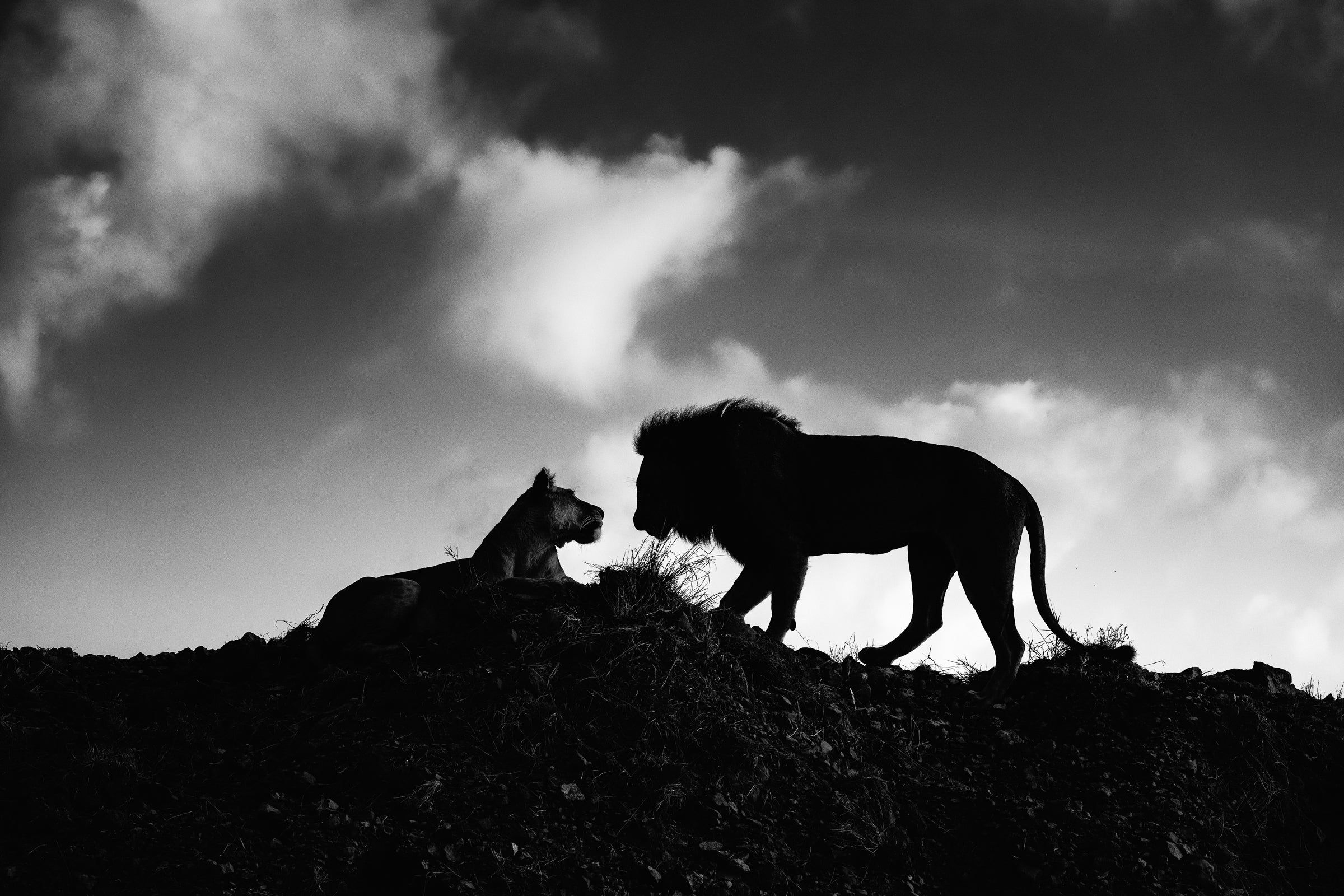 Silhouette of two lions in B&W