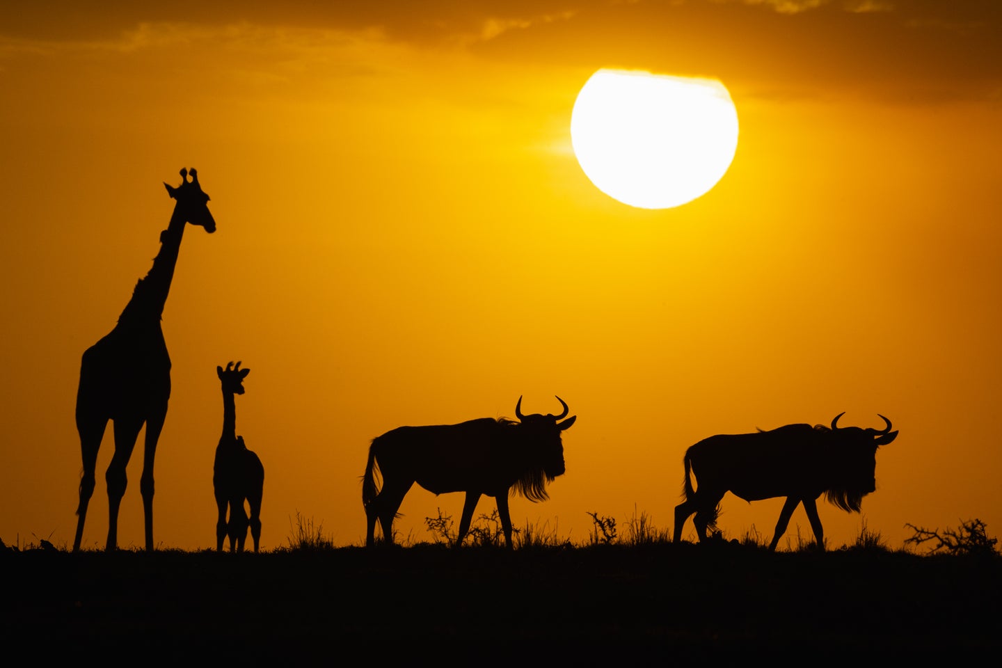 Silhouette of giraffe and other animals against orange sky
