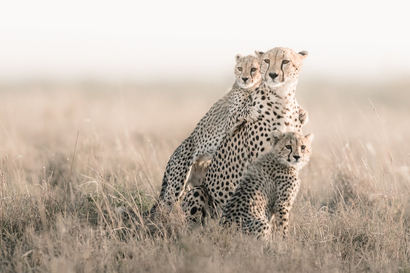 Cheetahs huddled in a field