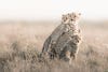 Cheetahs huddled in a field