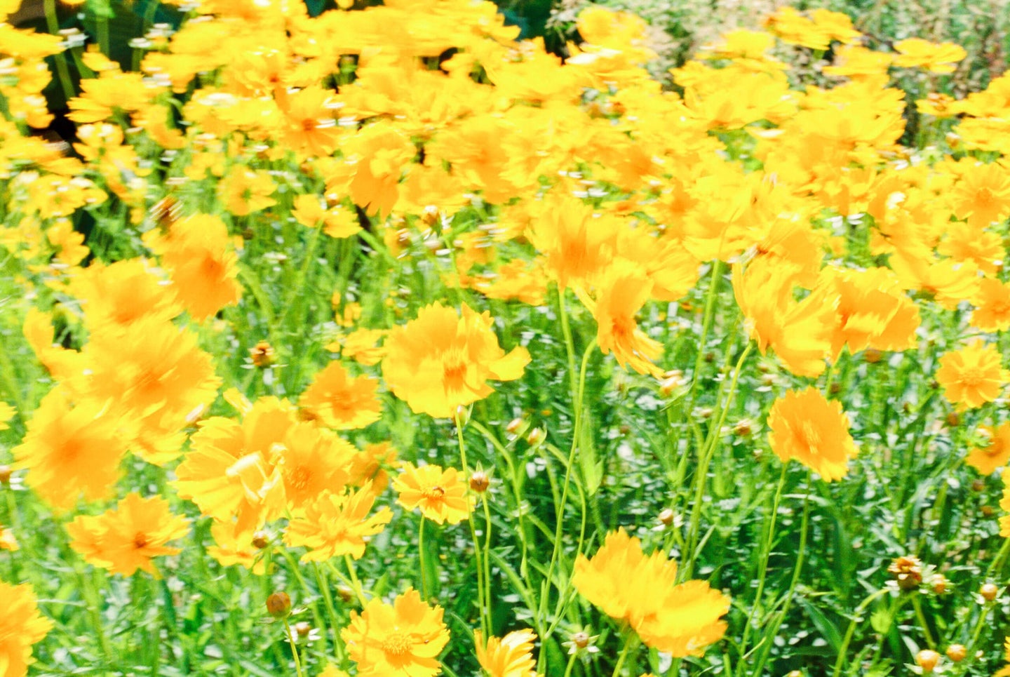 jardin des plantes paris