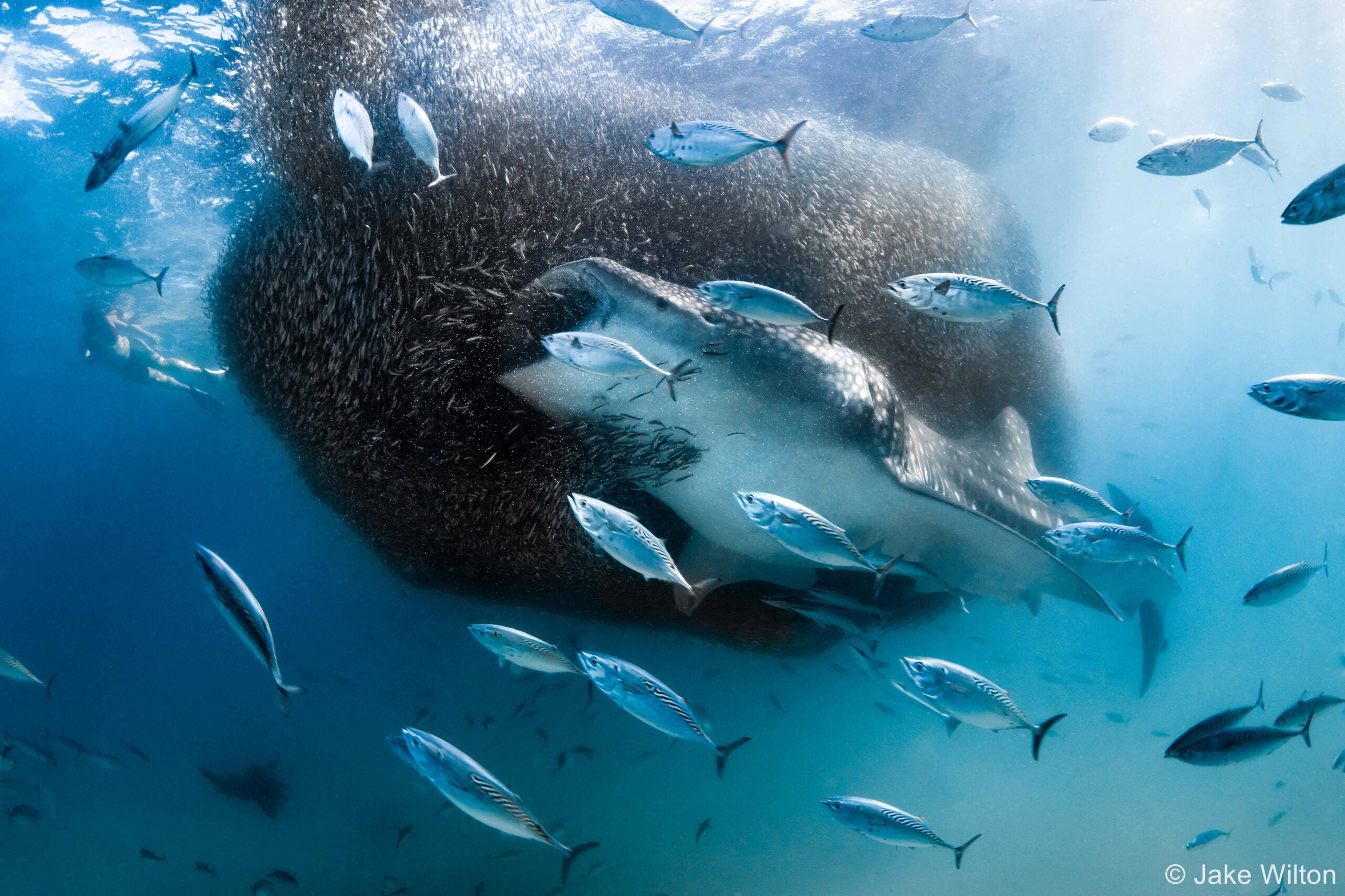 australian geographic nature photographer of the year