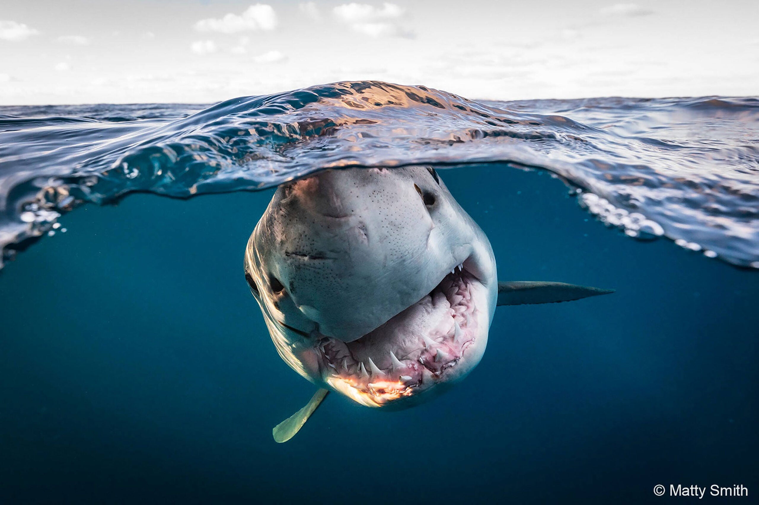 2022 Nature Photographer of the year winners Popular Photography