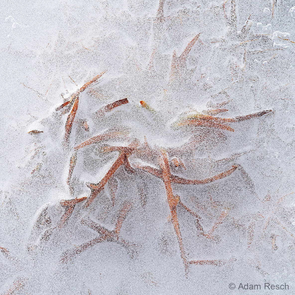 australian geographic nature photographer of the year