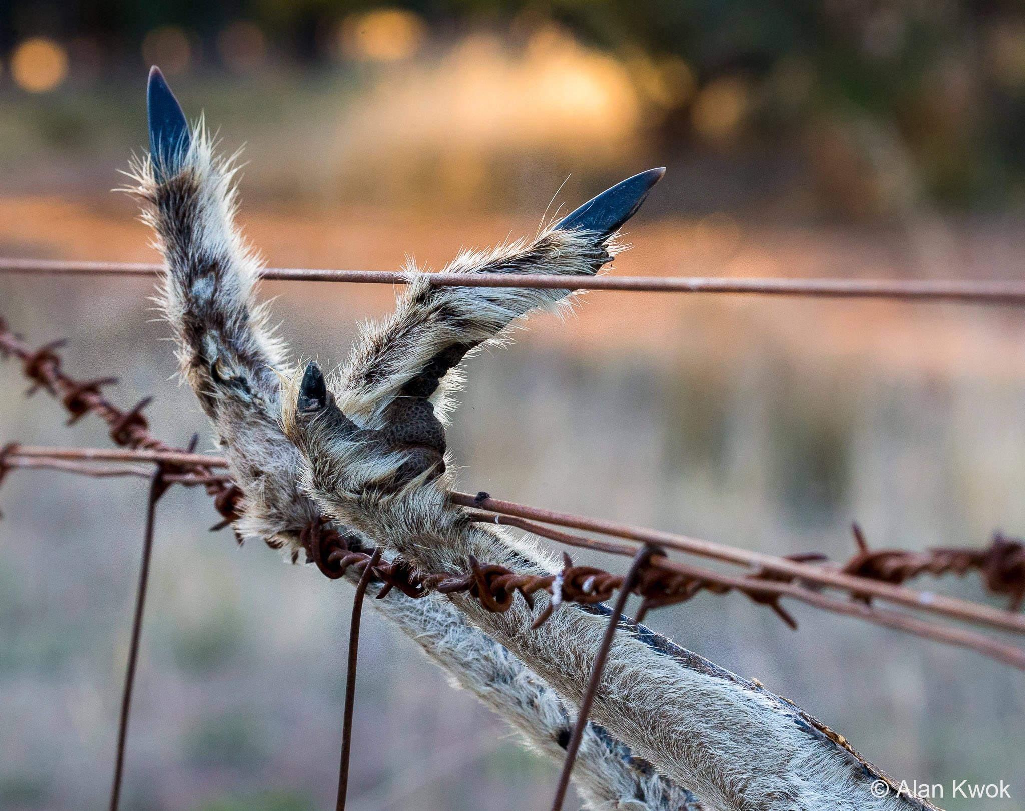 australian geographic nature photographer of the year