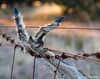 australian geographic nature photographer of the year