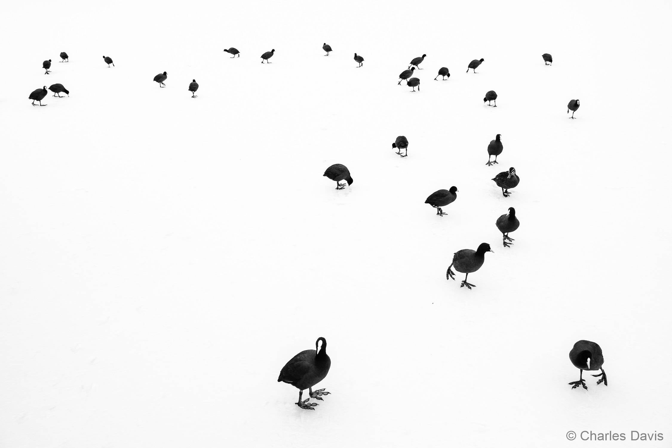 australian geographic nature photographer of the year