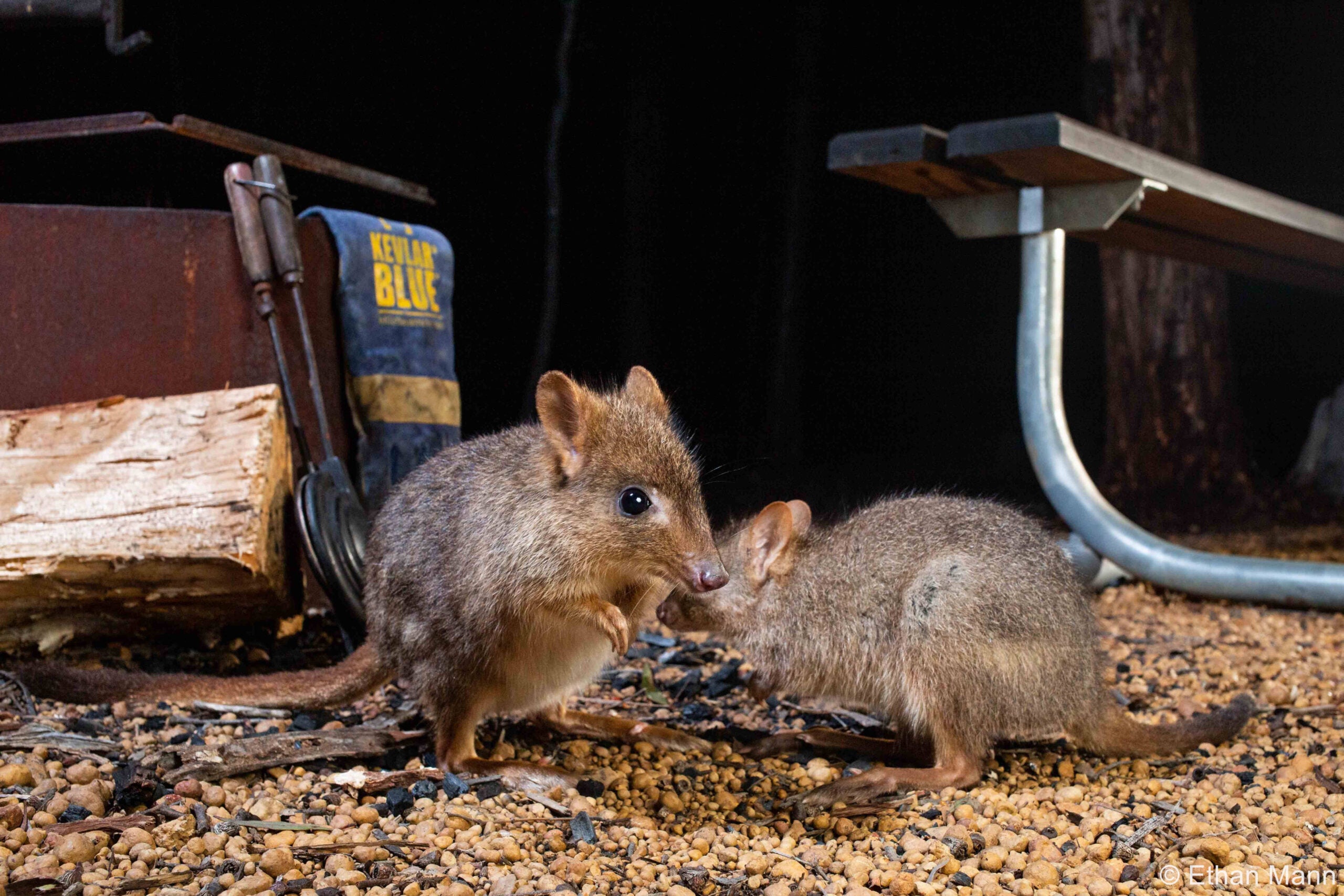 australian geographic nature photographer of the year