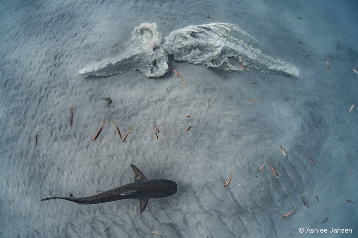 australian geographic nature photographer of the year