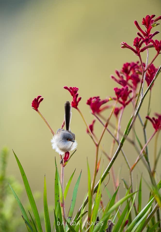 photo of the day red wing fairywren