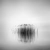 black and white photo award marsh reflection