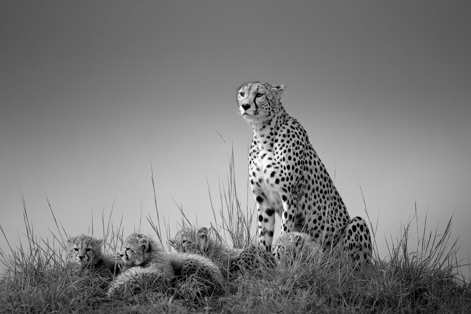 black and white photo award cheetah with cubs