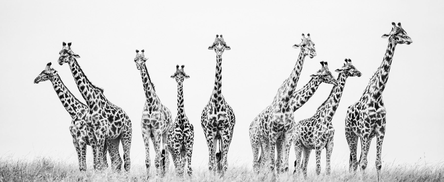black and white photo award giraffes