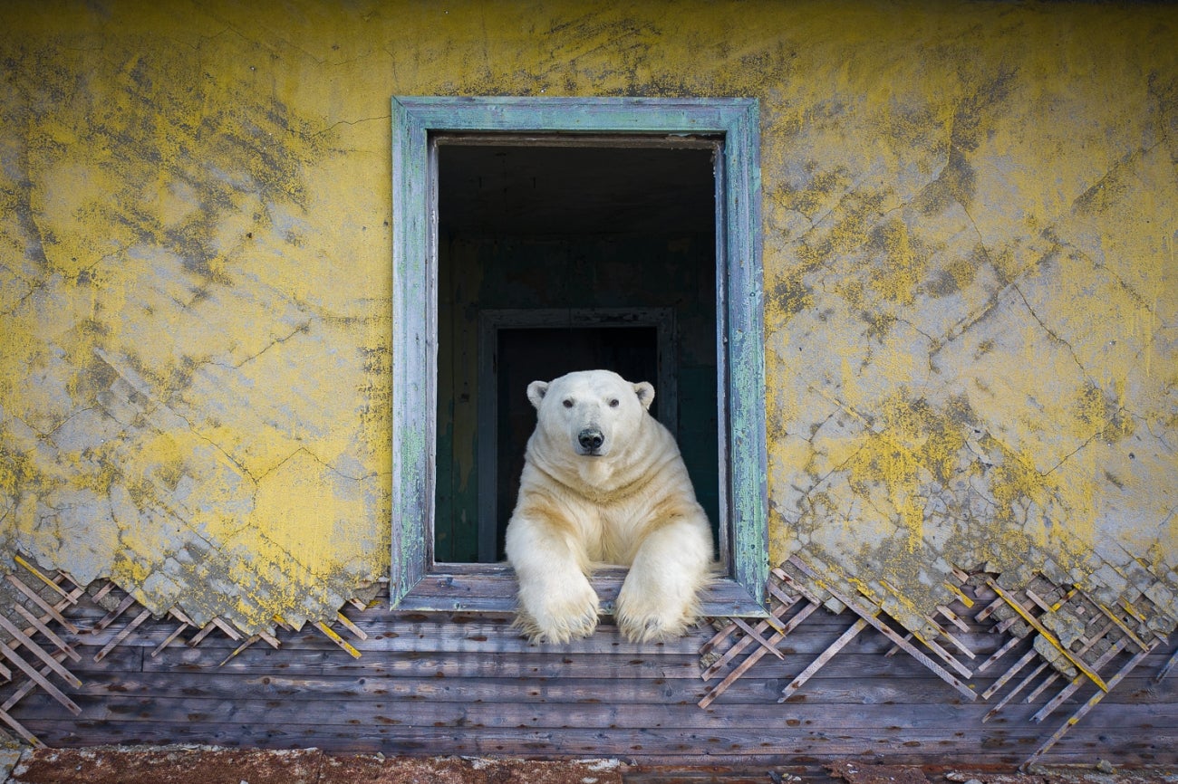 polar bear drone photo price 