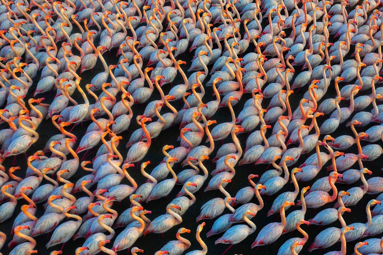 drone photo awards flamingos
