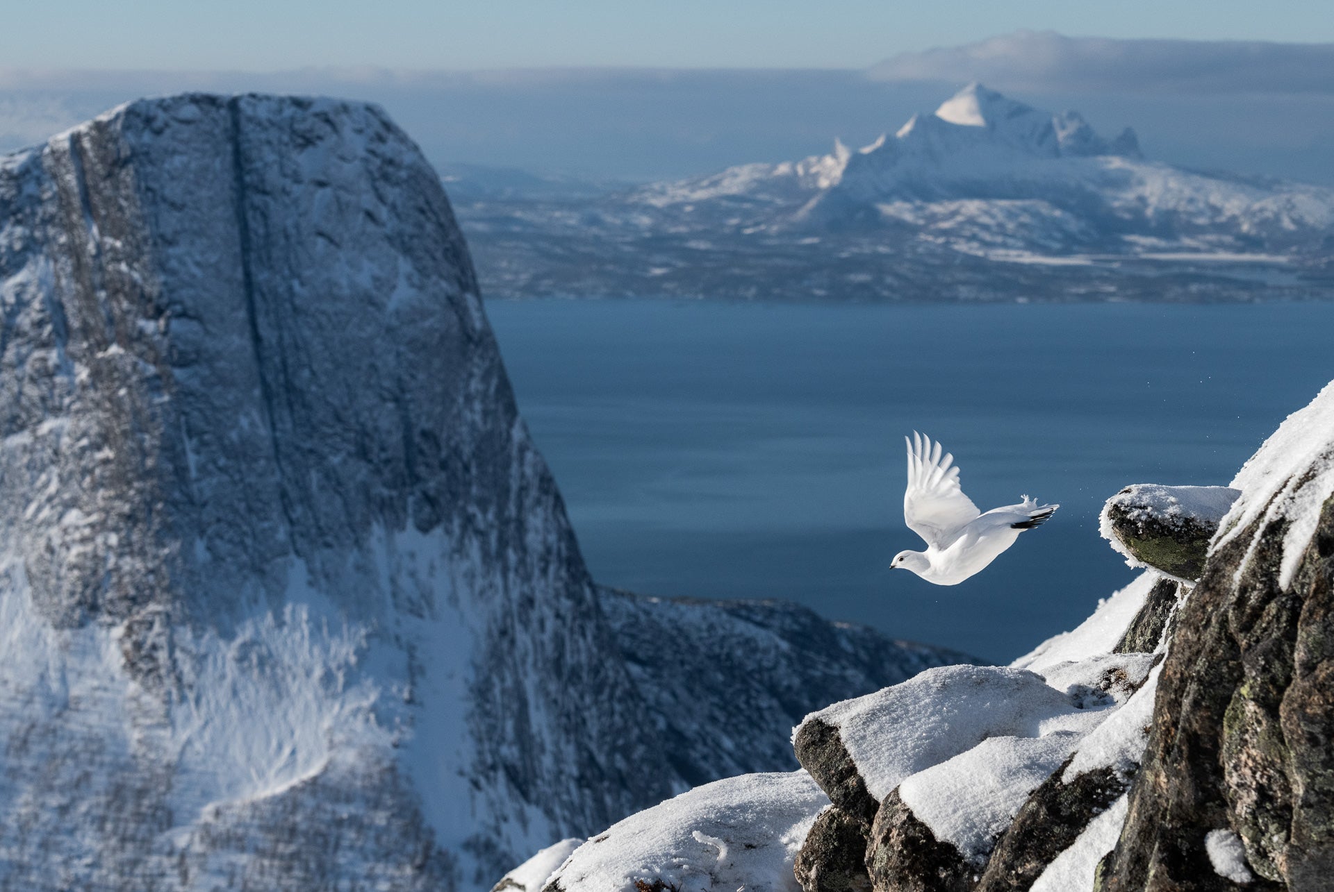 bird photographer of the year rock ptarmigan