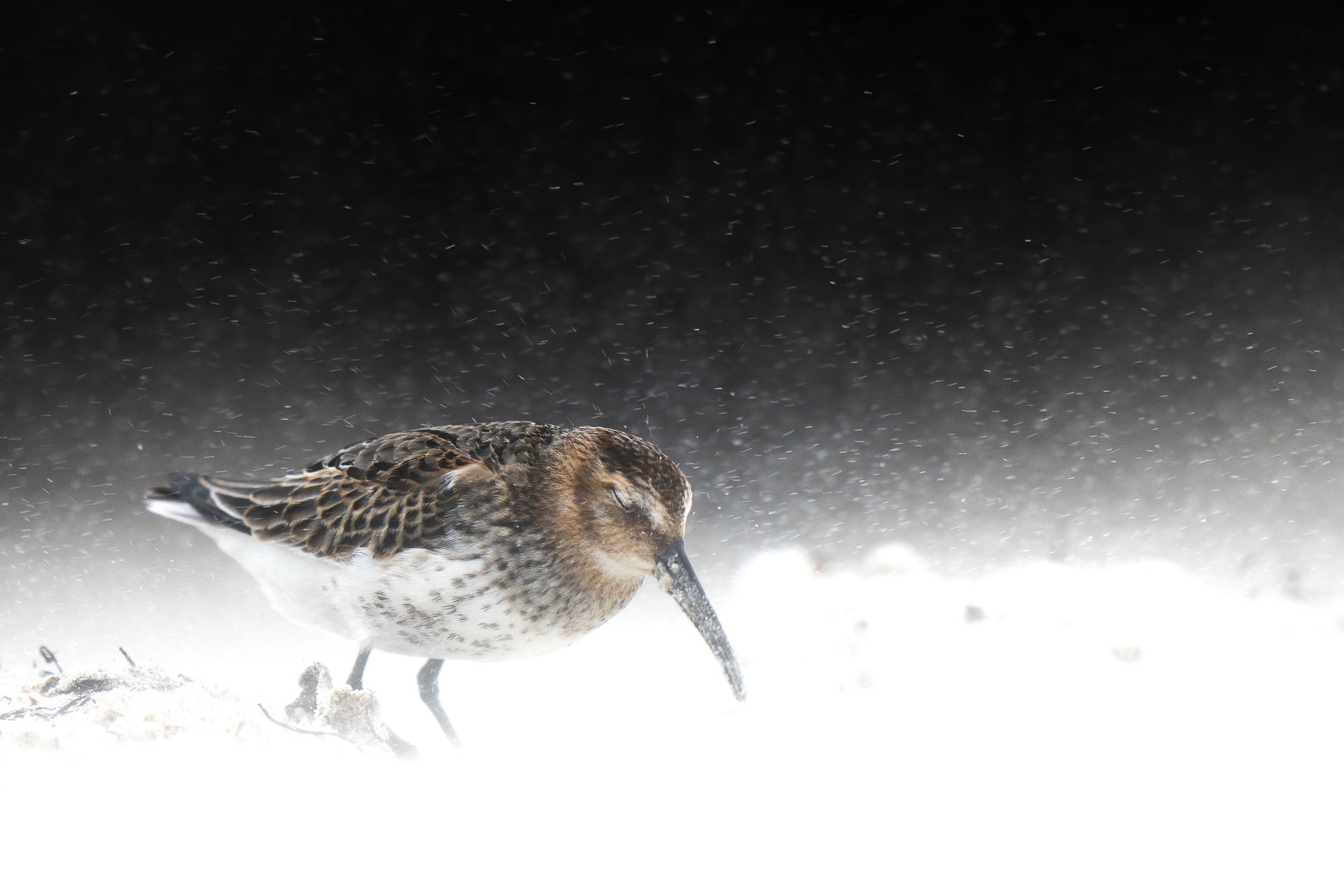 bird photographer of the year Dunlin