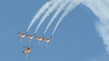 From majestic migrations to bullish brawls, these are the Bird Photographer of the Year winners From majestic migrations to bullish brawls, these are the Bird Photographer of the Year winners